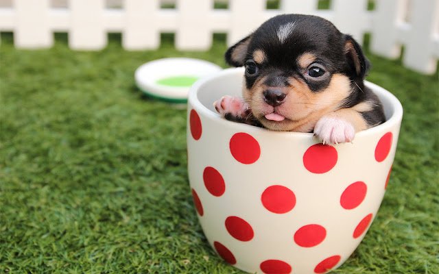 Tapety Cute Dogs Puppies ze sklepu internetowego Chrome do uruchomienia z OffiDocs Chromium online