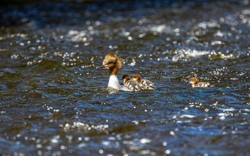 Cute Ducks from Chrome web store to be run with OffiDocs Chromium online Cute Ducks from Chrome web store to be run with OffiDocs Chromium online