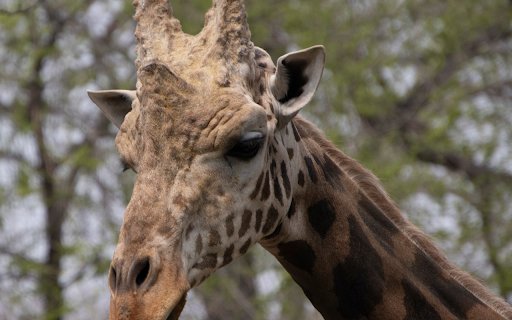 Cute Giraffe  from Chrome web store to be run with OffiDocs Chromium online