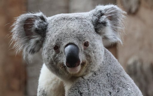 Cute Gray Koala  from Chrome web store to be run with OffiDocs Chromium online