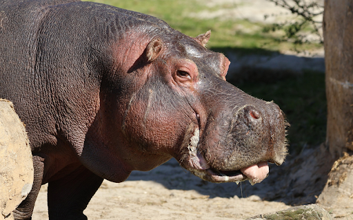 Cute Hippo  from Chrome web store to be run with OffiDocs Chromium online