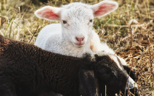 Cute Lamb  from Chrome web store to be run with OffiDocs Chromium online