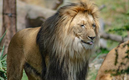 Cute Lion  from Chrome web store to be run with OffiDocs Chromium online