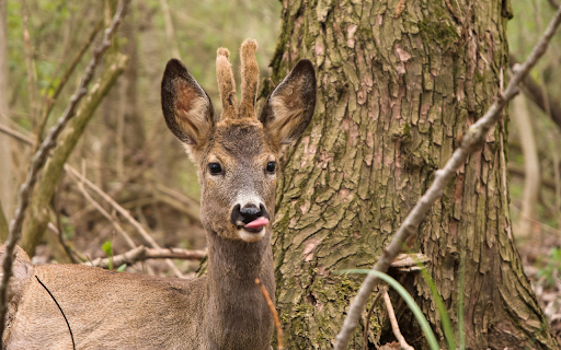 Cute Little Deer  from Chrome web store to be run with OffiDocs Chromium online