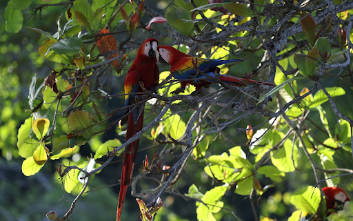 Cute Macaw  from Chrome web store to be run with OffiDocs Chromium online