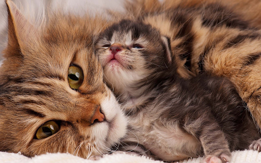 Cute Mother and Baby Cat  from Chrome web store to be run with OffiDocs Chromium online Cute Mother and Baby Cat  from Chrome web store to be run with OffiDocs Chromium online