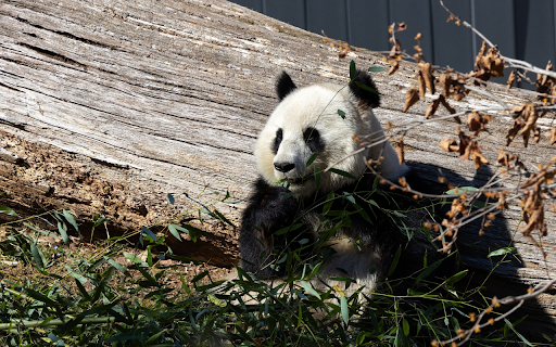 Cute Panda  from Chrome web store to be run with OffiDocs Chromium online