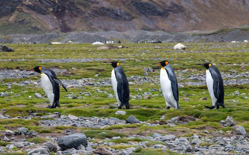 cute penguin  from Chrome web store to be run with OffiDocs Chromium online