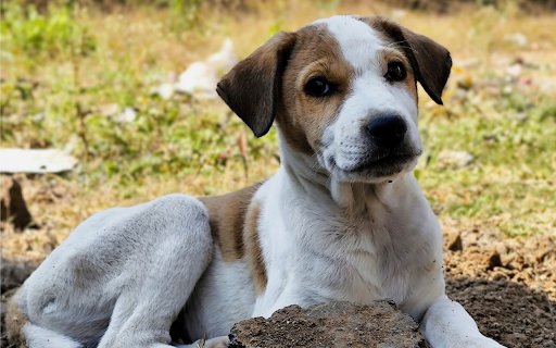 Cute Puppy  from Chrome web store to be run with OffiDocs Chromium online