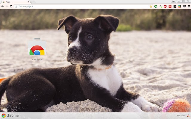 Cute Puppy Beach Theme  from Chrome web store to be run with OffiDocs Chromium online