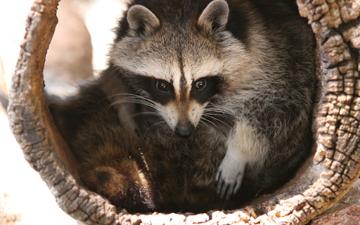 Cute Raccoon  from Chrome web store to be run with OffiDocs Chromium online