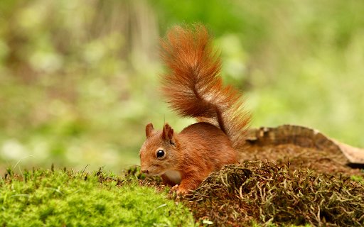 cute squirrel looking food forest  from Chrome web store to be run with OffiDocs Chromium online