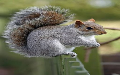 cute squirrel wallpaper from Chrome web store to be run with OffiDocs Chromium online cute squirrel wallpaper from Chrome web store to be run with OffiDocs Chromium online