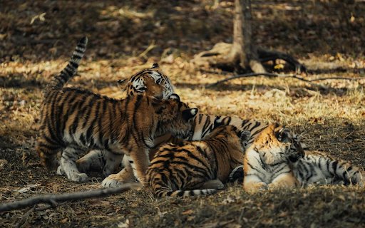 cute tiger cubs  from Chrome web store to be run with OffiDocs Chromium online