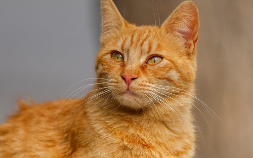 Cute Yellow Cat  from Chrome web store to be run with OffiDocs Chromium online