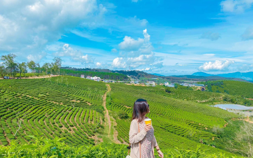 Cầu Đất Tea Hill – A Breathtaking Green Paradise in Đà Lạt from Chrome web store to be run with OffiDocs Chromium online Cầu Đất Tea Hill – A Breathtaking Green Paradise in Đà Lạt from Chrome web store to be run with OffiDocs Chromium online