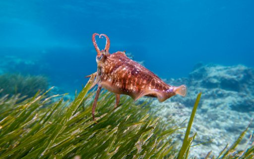 Cuttlefish  from Chrome web store to be run with OffiDocs Chromium online