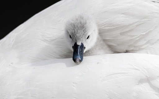 Cygnet swan from Chrome web store to be run with OffiDocs Chromium online Cygnet swan from Chrome web store to be run with OffiDocs Chromium online