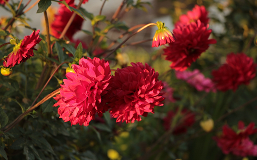Dahlia in the sun from Chrome web store to be run with OffiDocs Chromium online Dahlia in the sun from Chrome web store to be run with OffiDocs Chromium online