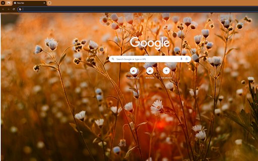 daisies bathed in the golden light of sunset  from Chrome web store to be run with OffiDocs Chromium online