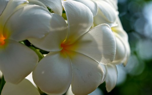 Daisies bloom  from Chrome web store to be run with OffiDocs Chromium online
