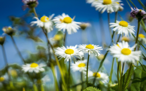 Daisies Bright, Skys Azure Kiss  from Chrome web store to be run with OffiDocs Chromium online