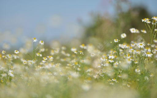 Daisies Dancing in a Meadow of Green Delight  from Chrome web store to be run with OffiDocs Chromium online