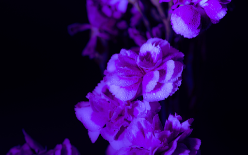Daisy Flower on Purple Background  from Chrome web store to be run with OffiDocs Chromium online