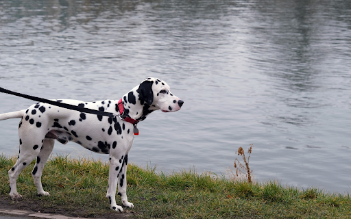 Dalmatian Dog  from Chrome web store to be run with OffiDocs Chromium online