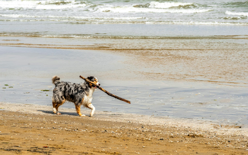 Dalmatian Dog on the Beach  from Chrome web store to be run with OffiDocs Chromium online