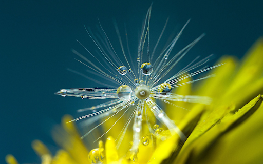 Dandelion  from Chrome web store to be run with OffiDocs Chromium online