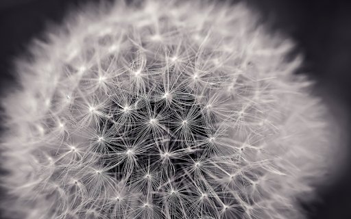 Dandelion flower  from Chrome web store to be run with OffiDocs Chromium online
