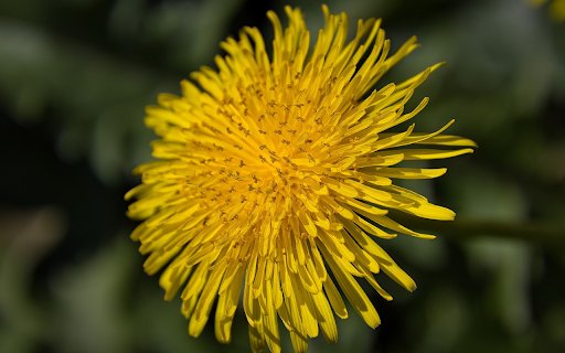 Dandelion Flower  from Chrome web store to be run with OffiDocs Chromium online