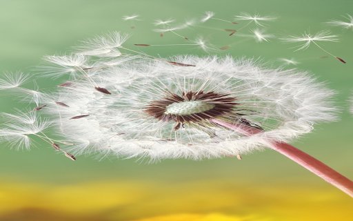 Dandelion in the wind wallpaper  from Chrome web store to be run with OffiDocs Chromium online Dandelion in the wind wallpaper  from Chrome web store to be run with OffiDocs Chromium online