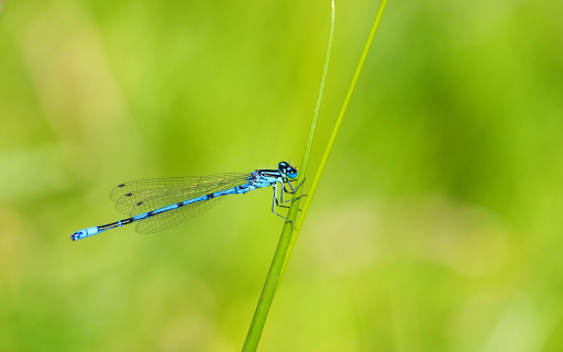 Dark green damselfly  from Chrome web store to be run with OffiDocs Chromium online