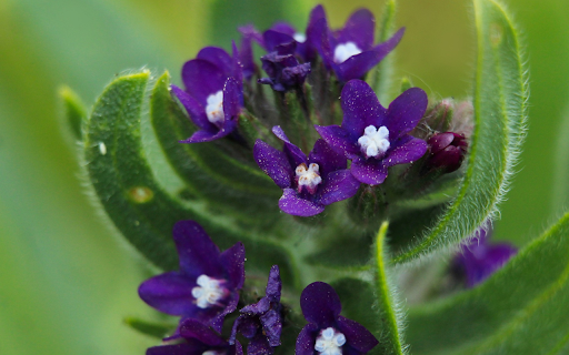 Dark Green Flowers and Hairy Leaves  from Chrome web store to be run with OffiDocs Chromium online