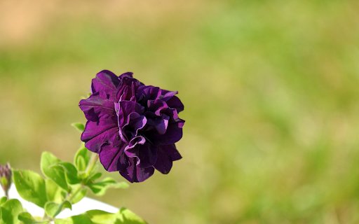 Dark Purple Flower  from Chrome web store to be run with OffiDocs Chromium online