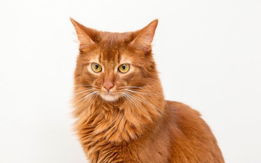 Dark Yellow Cat  from Chrome web store to be run with OffiDocs Chromium online
