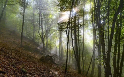deep forest and fog from Chrome web store to be run with OffiDocs Chromium online deep forest and fog from Chrome web store to be run with OffiDocs Chromium online