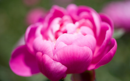 Deep Pink Peony Flower Theme  from Chrome web store to be run with OffiDocs Chromium online