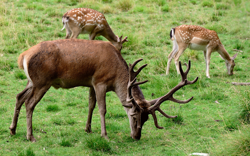 Deer and moose  from Chrome web store to be run with OffiDocs Chromium online