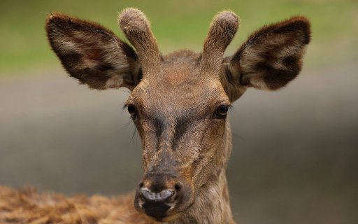 Deer and small antlers  from Chrome web store to be run with OffiDocs Chromium online