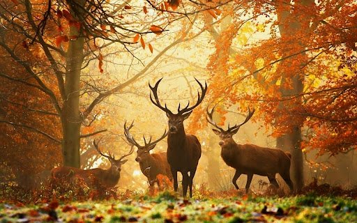 Deer Herd in the Autumn Forest  from Chrome web store to be run with OffiDocs Chromium online