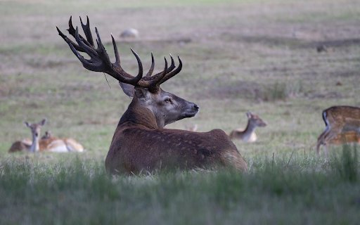 Deer herd resting  from Chrome web store to be run with OffiDocs Chromium online