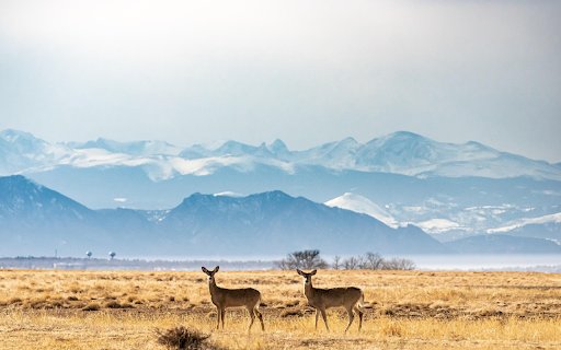 Deer of the Snow Capped Plains  from Chrome web store to be run with OffiDocs Chromium online