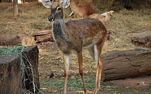 Deer on a pile of hay  from Chrome web store to be run with OffiDocs Chromium online