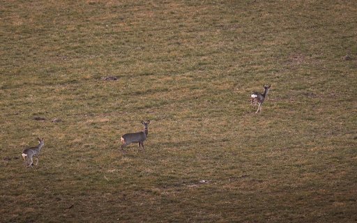 Deer on the Grass  from Chrome web store to be run with OffiDocs Chromium online