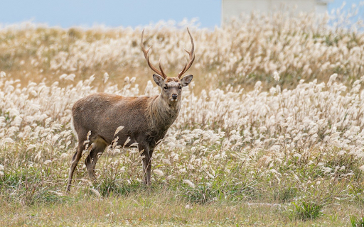 Deer theme from Chrome web store to be run with OffiDocs Chromium online Deer theme from Chrome web store to be run with OffiDocs Chromium online