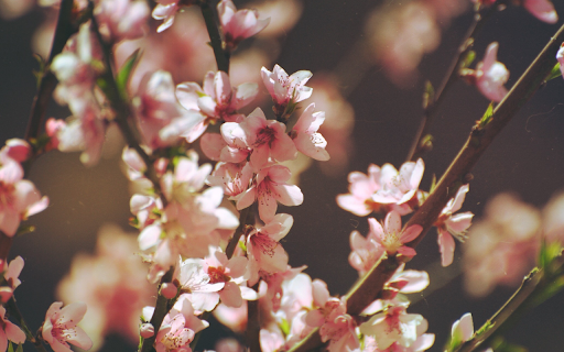 Delicate Blossoms  from Chrome web store to be run with OffiDocs Chromium online