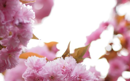 Delicate Display of Cherry Blossoms from Chrome web store to be run with OffiDocs Chromium online Delicate Display of Cherry Blossoms from Chrome web store to be run with OffiDocs Chromium online